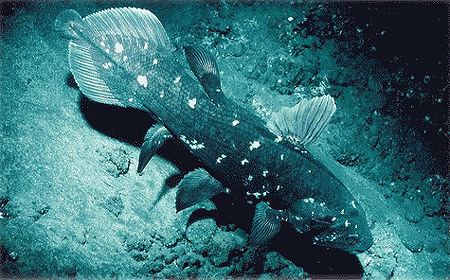 West Indian Ocean coelacanth marinebioorguploadLatimeriachalumnae1jpg