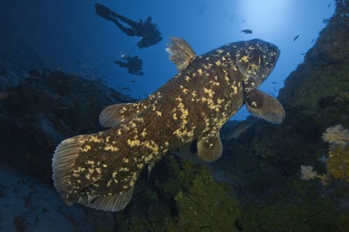 West Indian Ocean coelacanth west indian ocean coelacanth Tumblr