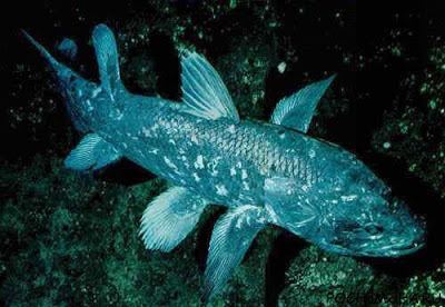 West Indian Ocean coelacanth West Indian Ocean Coelacanth Latimeria chalumnae