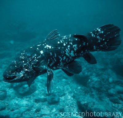 West Indian Ocean coelacanth West Indian Ocean Coelacanth Latimeria chalumnae