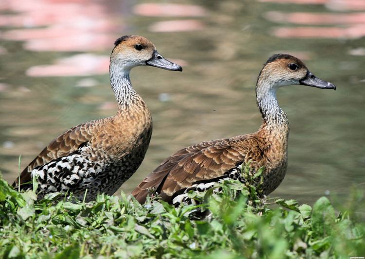 West Indian whistling duck West Indian Whistling Duck Wildfowl Photography
