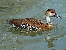 West Indian whistling duck httpsuploadwikimediaorgwikipediacommonsthu