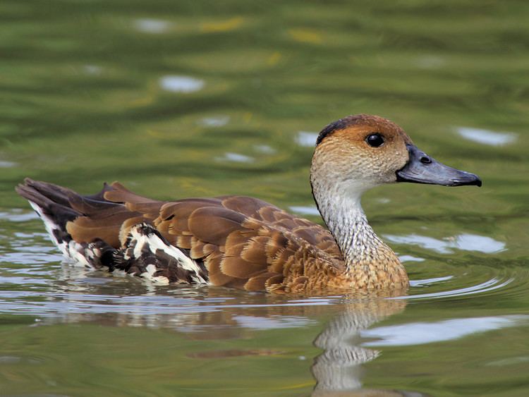 West Indian whistling duck WEST INDIAN WHISTLING DUCK WWT SLIMBRIDGE