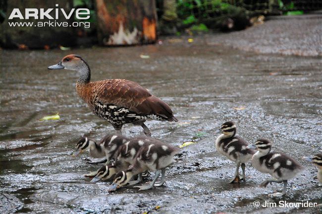 West Indian whistling duck West Indian whistlingduck photo Dendrocygna arborea G127804
