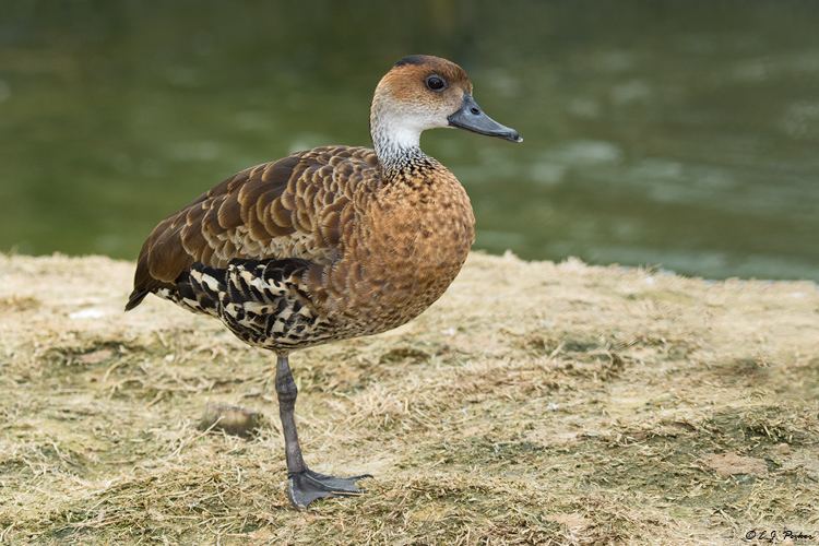 West Indian whistling duck West Indian Whistling Duck Page