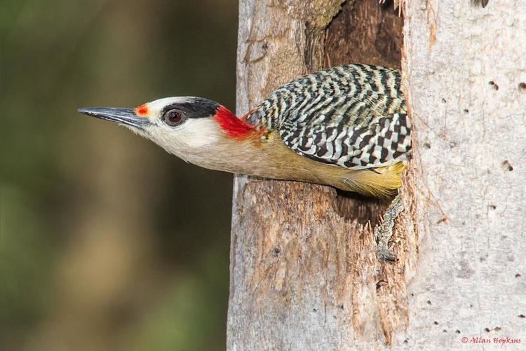 West Indian woodpecker West Indian Woodpecker Melanerpes superciliaris videos photos and