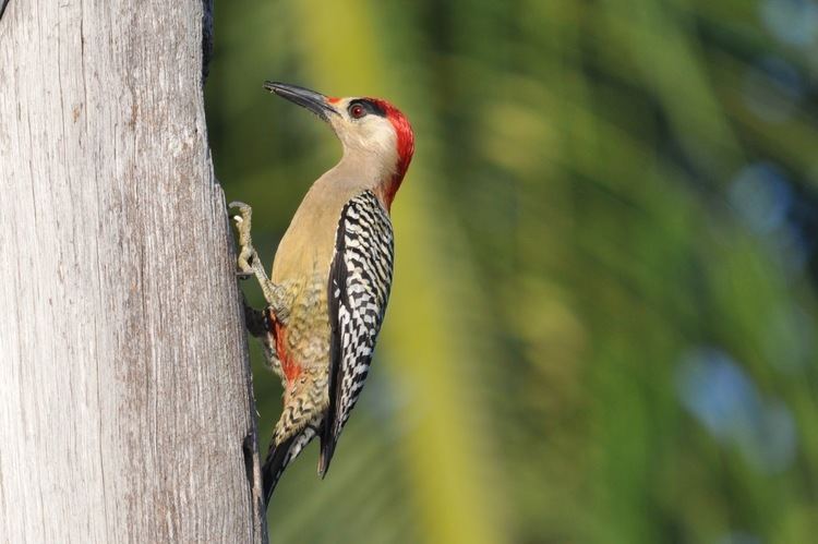 West Indian woodpecker Woodpeckers of the World Picid in Focus West Indian Woodpecker