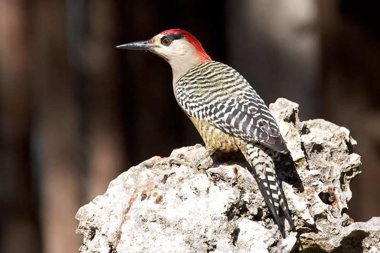 West Indian woodpecker West Indian Woodpecker Melanerpes superciliaris