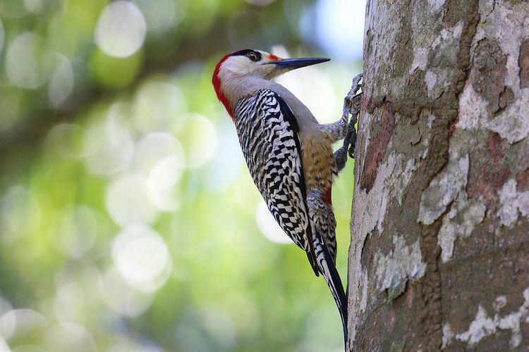 West Indian woodpecker West Indian woodpecker Wikipedia