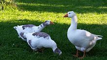 West of England Goose httpsuploadwikimediaorgwikipediacommonsthu