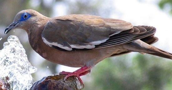 West Peruvian dove West Peruvian Dove BirdForum Opus