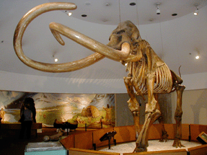 West Runton Mammoth Mammoths