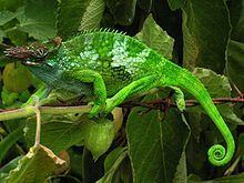 West Usambara two-horned chameleon httpsuploadwikimediaorgwikipediacommonsthu