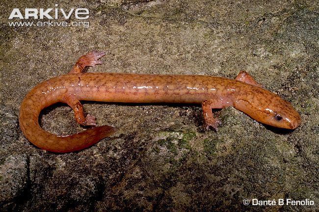 West Virginia spring salamander West Virginia spring salamander videos photos and facts