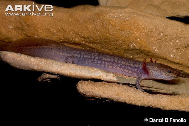 West Virginia spring salamander West Virginia spring salamander photo Gyrinophilus subterraneus