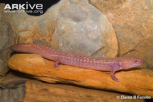 West Virginia spring salamander cdn1arkiveorgmedia3B3BAF527D5BC2449582149