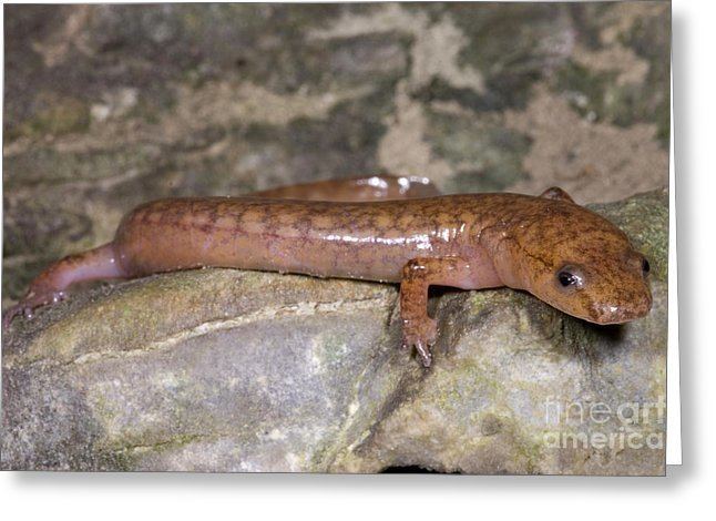 West Virginia spring salamander West Virginia Spring Salamander Photograph by Dante Fenolio
