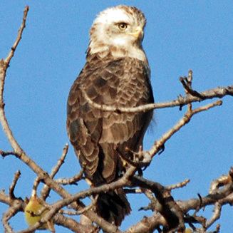 Western banded snake eagle - Alchetron, the free social encyclopedia