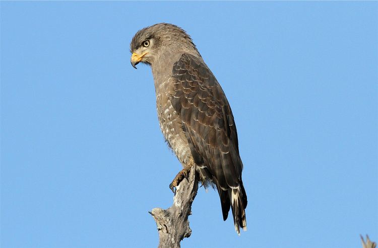 Western banded snake eagle - Alchetron, the free social encyclopedia