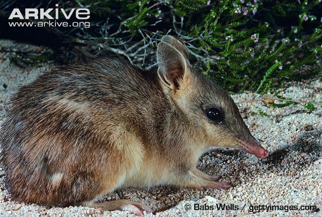Western barred bandicoot Western barred bandicoot videos photos and facts Perameles