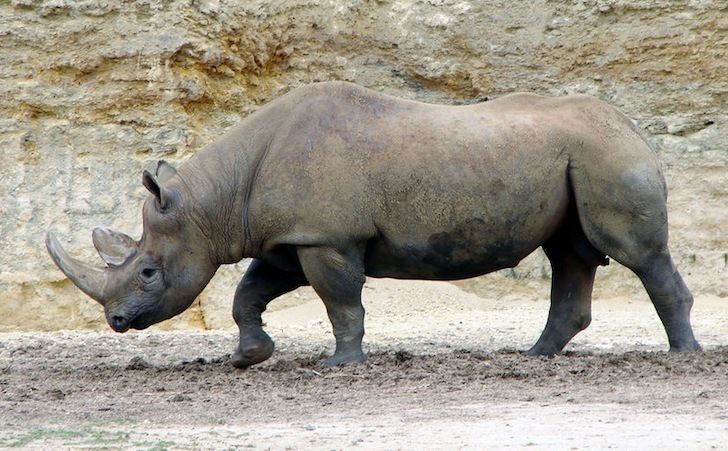 Western black rhinoceros Africa39s Western Black Rhino is Now Officially Extinct Inhabitat