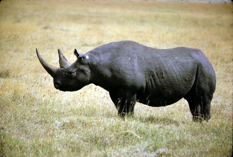 Western black rhinoceros Western Black Rhino Declared Extinct Gallery eBaum39s World