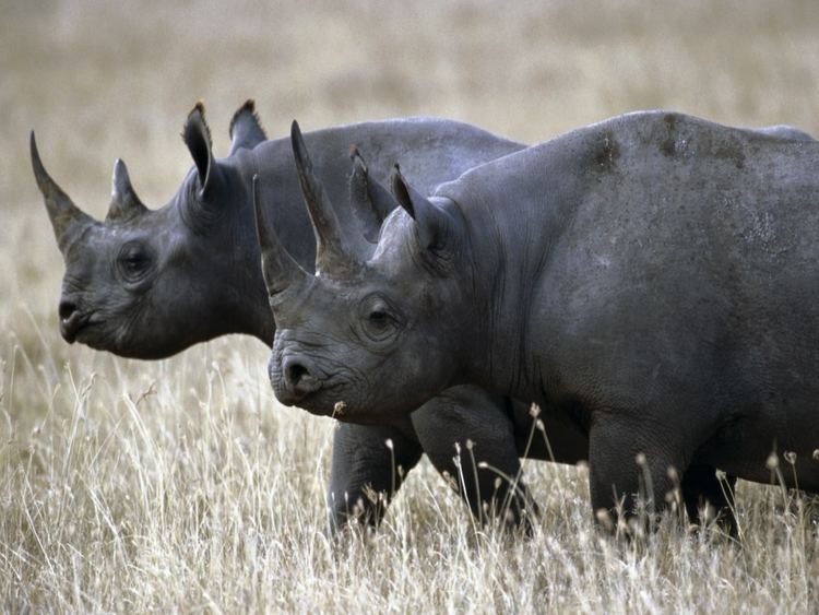 Western black rhinoceros The West African Black Rhino Declared Extinct StreamAfrica