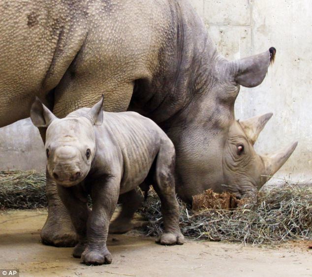 Western black rhinoceros Western Black rhino is officially extinct and the Northern White and