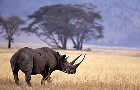 Western black rhinoceros httpswwwenvironmentcozawpcontentuploads2