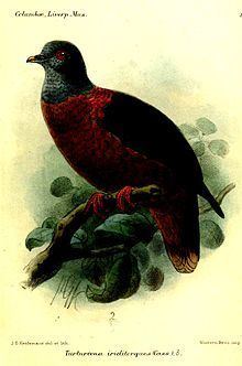 Western bronze-naped pigeon httpsuploadwikimediaorgwikipediacommonsthu