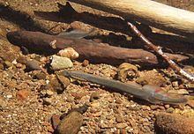 Western brook lamprey httpsuploadwikimediaorgwikipediacommonsthu