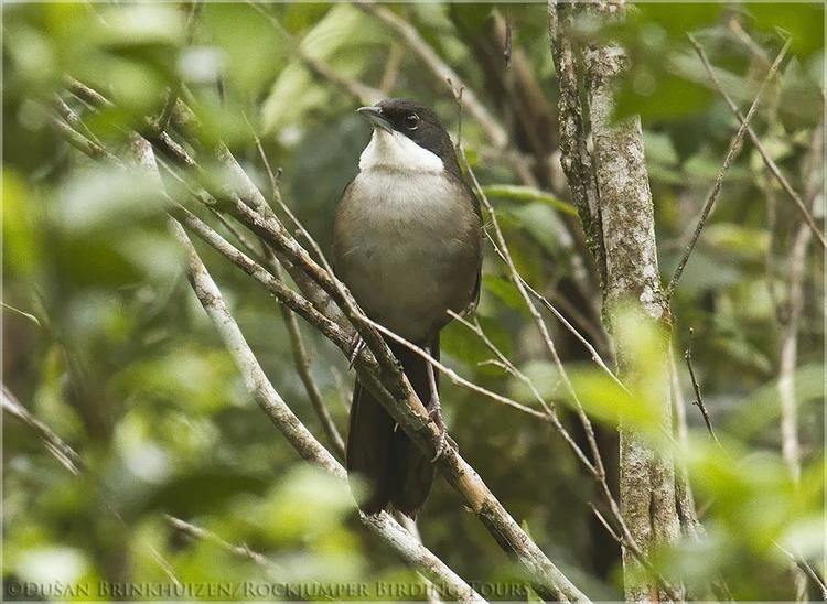 Western chat-tanager Western Chattanager Calyptophilus tertius videos photos and