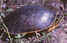 Western chicken turtle - Alchetron, The Free Social Encyclopedia