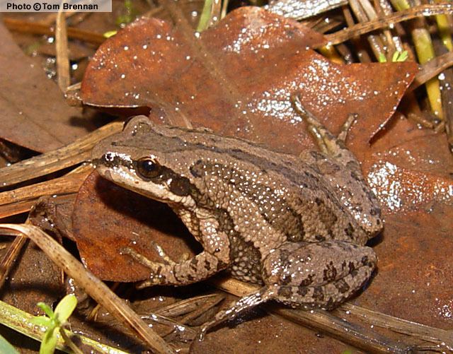 Western chorus frog Western Chorus Frog Pseudacris triseriata Amphibians of Arizona