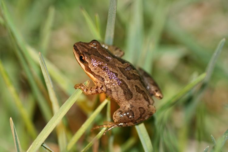 Western chorus frog Western Chorus Frog Georgian Bay Biosphere Reserve