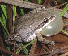Western chorus frog httpsuploadwikimediaorgwikipediacommonsthu
