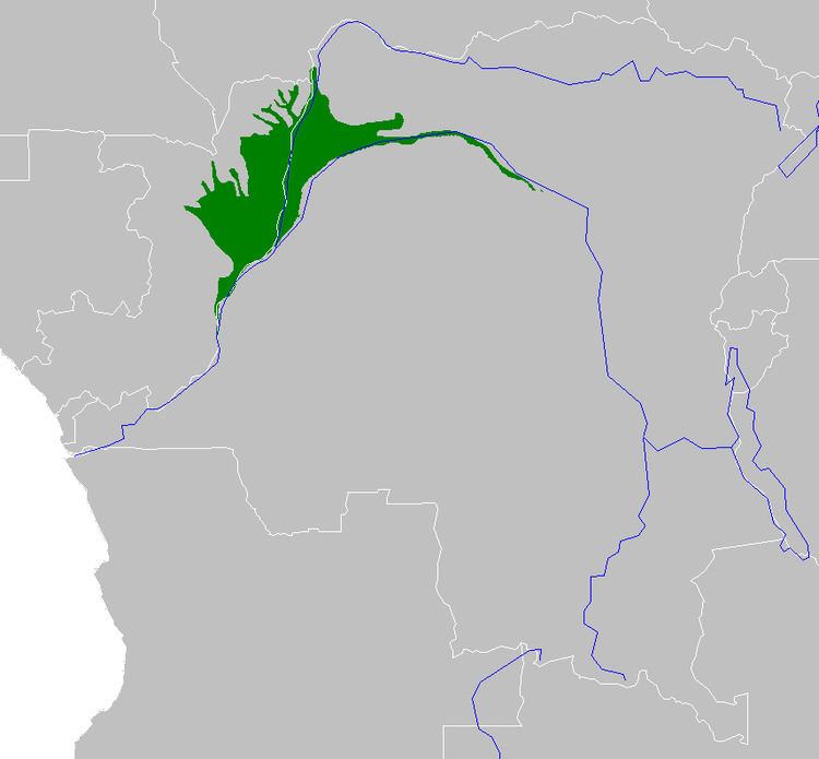 Western Congolian swamp forests