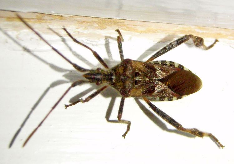 Western conifer seed bug Western Conifer Seed Bug and What39s That Bug book preview Follow
