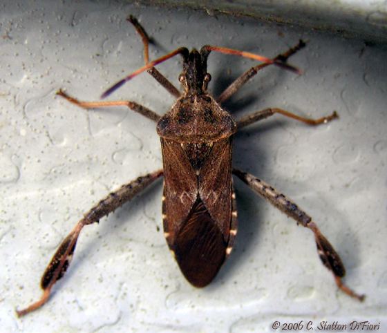 Western conifer seed bug 17 Best ideas about Western Conifer Seed Bug on Pinterest Bugs