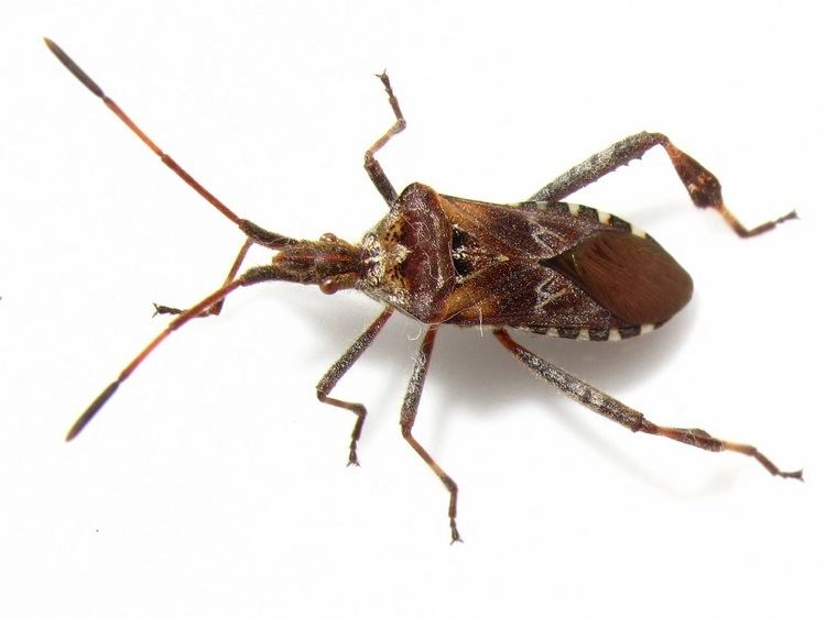 Western conifer seed bug BugBlog On the Western Conifer Seed Bug and Christmas trees