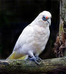 Western corella httpsuploadwikimediaorgwikipediacommonsthu