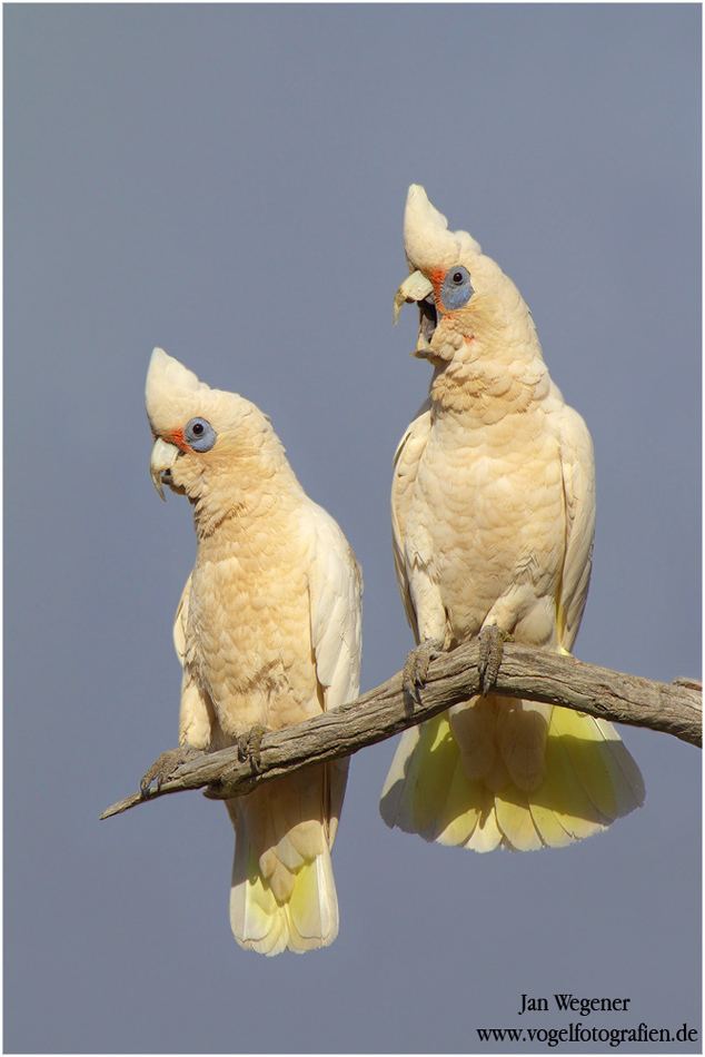 Western corella Corella