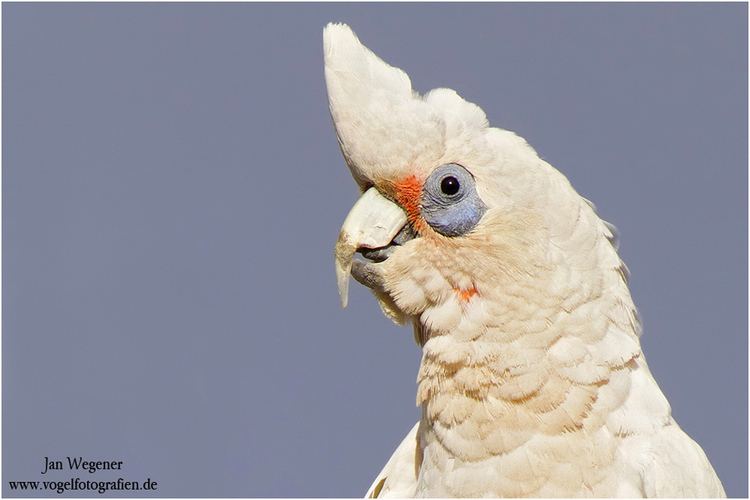 Western corella Corella