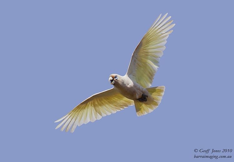 Western corella Western Corella Cacatua pastinator Barraimaging