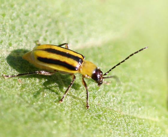 Western corn rootworm Western Corn Rootworm Diabrotica virgifera BugGuideNet