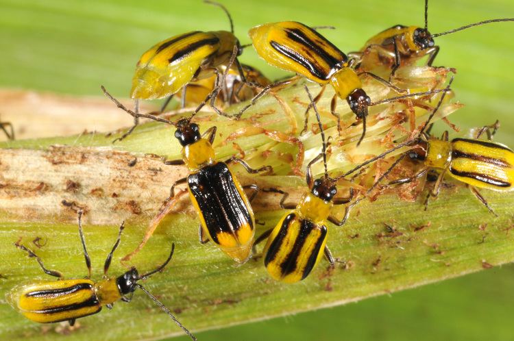 Western corn rootworm Who Let the Bugs Out Purdue entomology insect collect