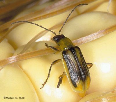 Western corn rootworm Plant and Soil Sciences eLibrary