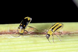 Western corn rootworm Corn Rootworms Pests Corn Integrated Pest Management IPM