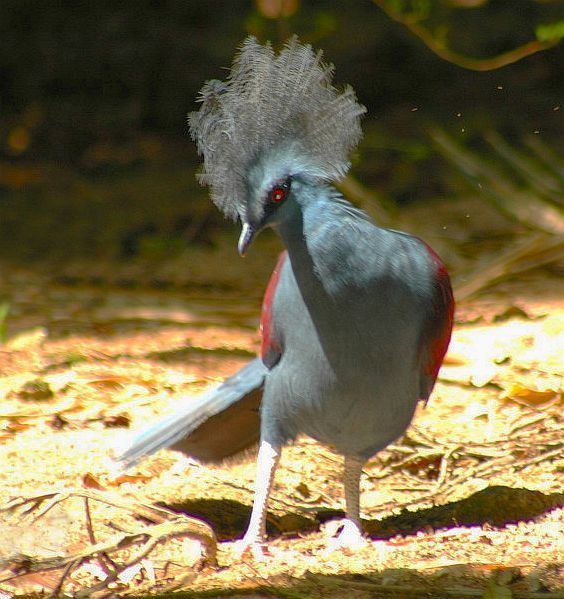 Western crowned pigeon Oriental Bird Club Image Database Western Crowned Pigeon Goura