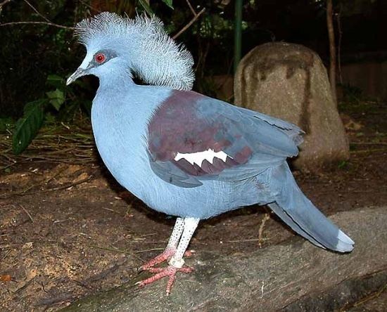 Western crowned pigeon crownedpigeon